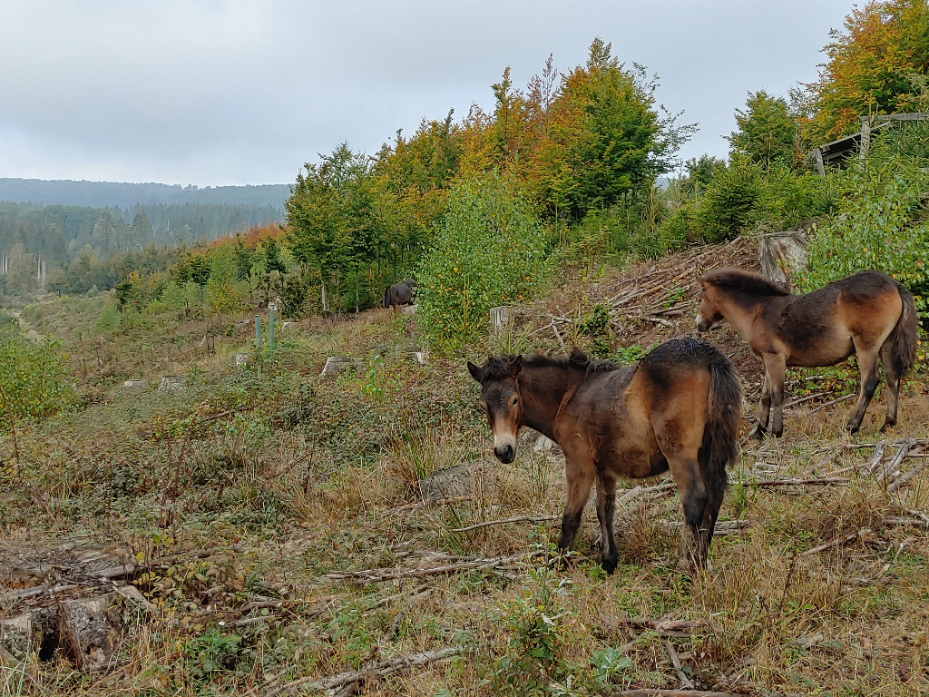 Geführte Wanderung durch Neue Hute Natura Event