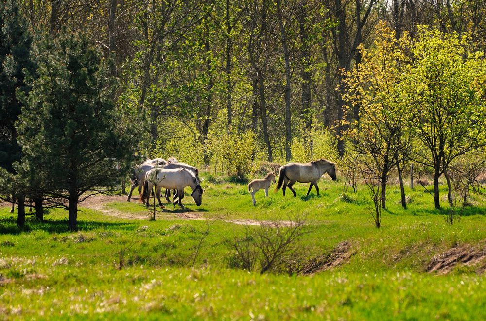 Wandern Im Naturpark Barnim Natura Event