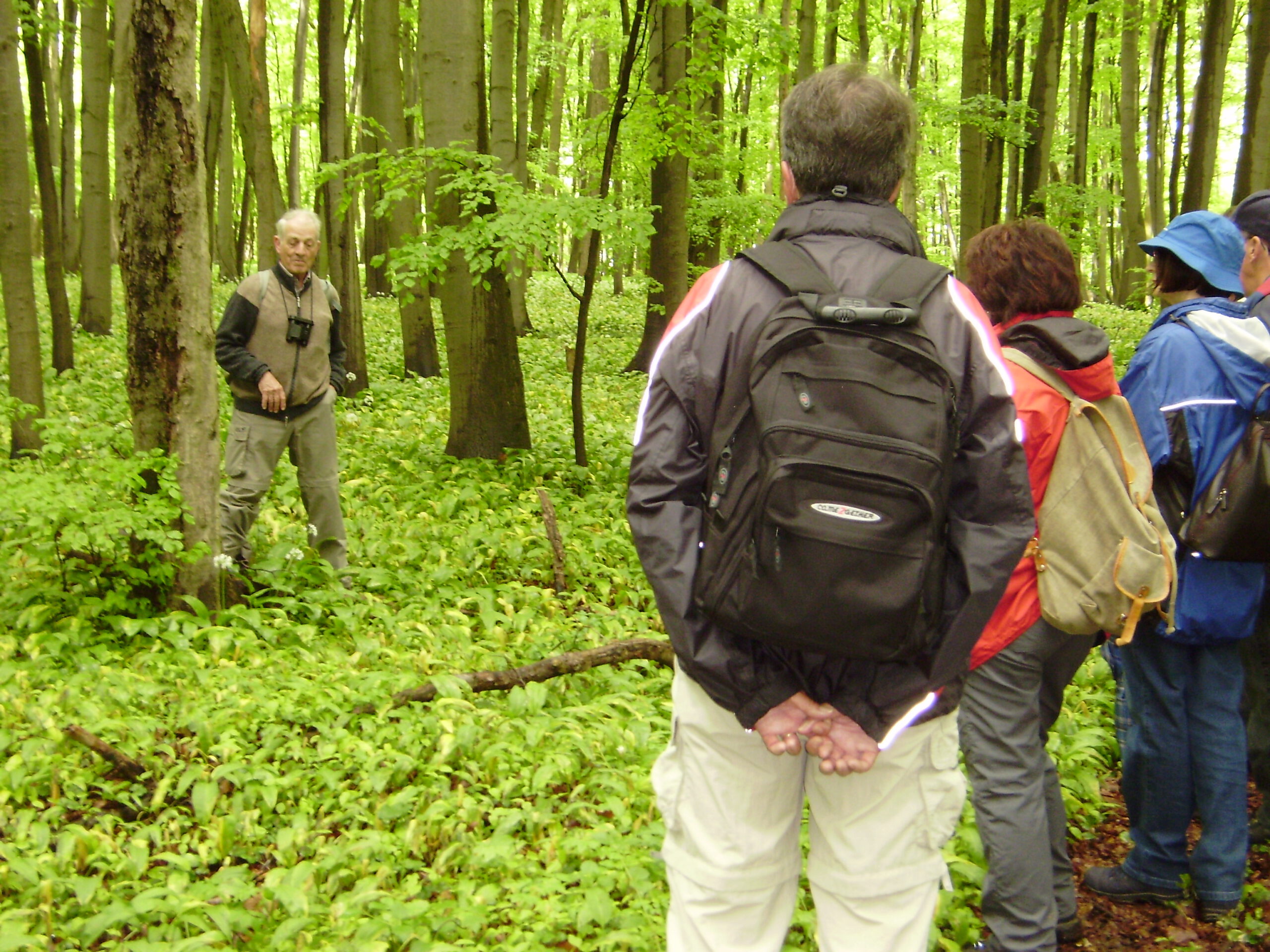 Bärlauch pflücken alte Wüstungen und wandern Natura Event