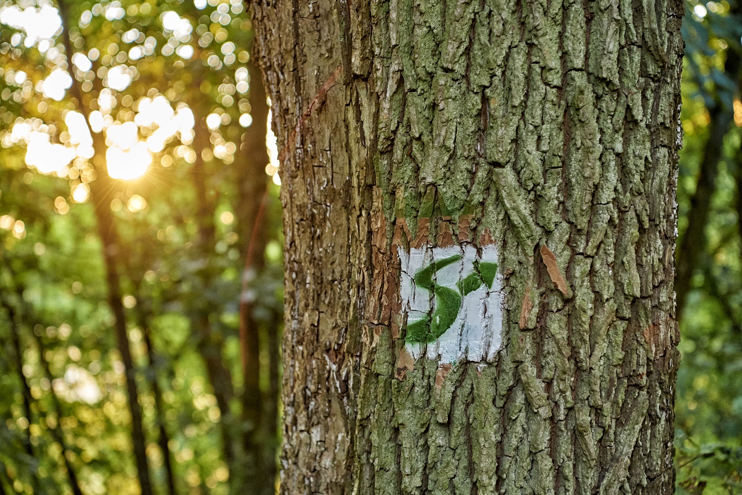 Wanderung Auf Dem Steigerwald Panoramaweg Natura Event