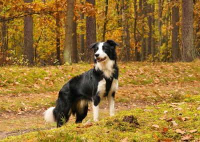 Herbstliche Wanderung mit Hund