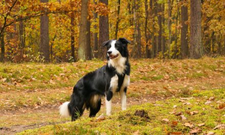 Herbstliche Wanderung mit Hund