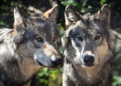 Wolfstag im Naturschutzhof – Ein Event für Groß und Klein