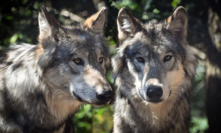 Wolfstag im Naturschutzhof – Ein Event für Groß und Klein