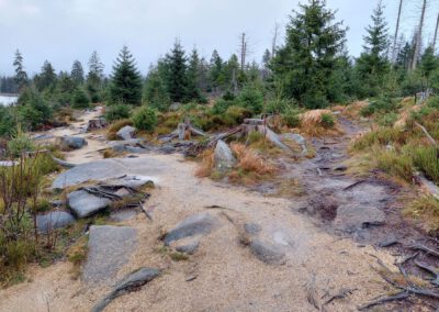 Nationalpark Harz hat den Oderteichrundweg am Südostufer aufwendig instandgesetzt