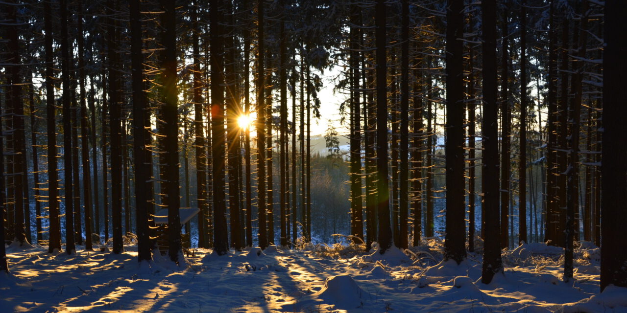 Sinnvoll Winter-Wald-Wandern