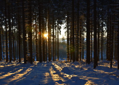 Sinnvoll Winter-Wald-Wandern