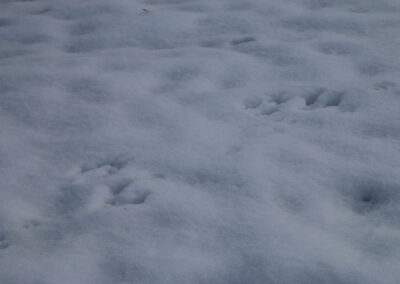 Spuren im Schnee entdecken im Nationalpark Schwarzwald