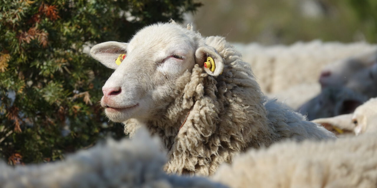 Holles Schaf – Naturprodukte aus dem Geo-Naturpark