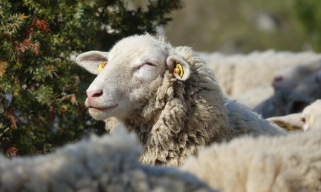 Holles Schaf – Naturprodukte aus dem Geo-Naturpark