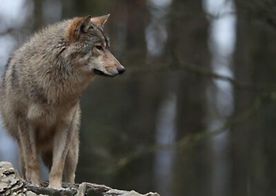 Fotofallen für Wölfe und Luchse im Nationalpark Hunsrueck-Hochwald