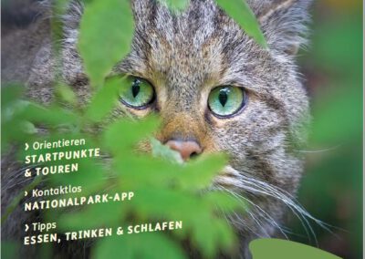 Neue Broschüre Wildkatz 2022 des Nationalpark Hunsrück-Hochwald
