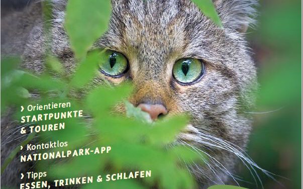 Neue Broschüre Wildkatz 2022 des Nationalpark Hunsrück-Hochwald