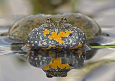 Melancholische Rufe aus Tümpel und Teich: Das Naturpark-Tier des Jahres 2022 ist die Rotbauchunke!