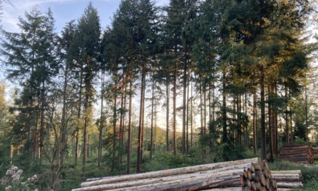 Deutschlands Wälder werden für finanziellen Profit gerodet
