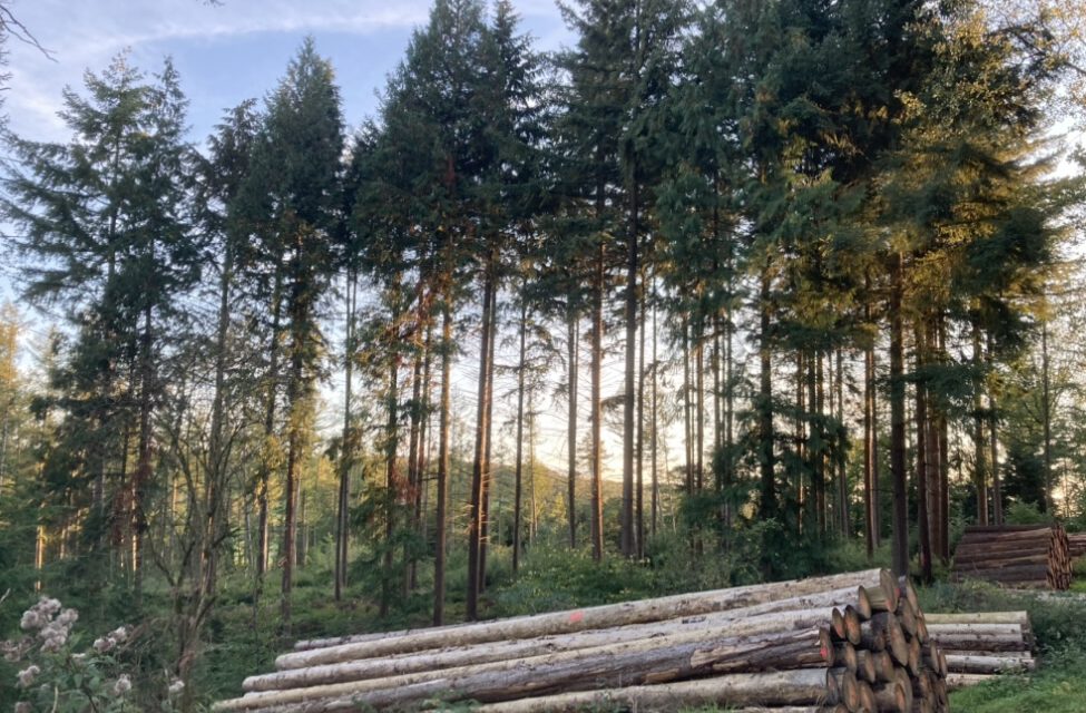 Deutschlands Wälder werden für finanziellen Profit gerodet
