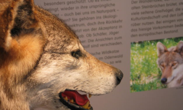 Und wenn der Wolf kommt? – Alte Mythen und neue Erfahrungen