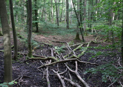 Der Thüringer (Ur)-Wald
