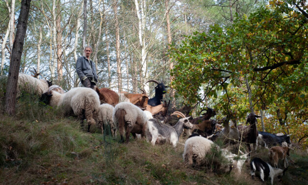 Positive Bilanz für Ziegen- und Schafbeweidung in Rummeln und  auf Trockenkuppen im Naturpark Hoher Fläming