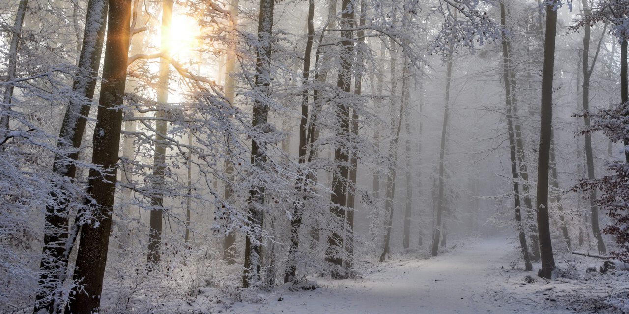 Waldsinn im Winter – Geführte Wanderung am 27. Februar