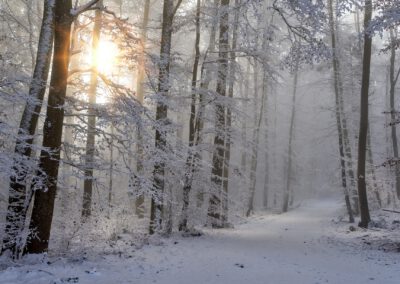 Waldsinn im Winter – Geführte Wanderung am 27. Februar