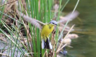 Natur- und Rätselfreunde aufgepasst: Vogelquiz vom Fuhrenkamp-Schutzverein