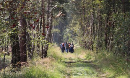 Waldwanderung am 26. März – Ranger führt durch den frühlingshaften Wald der Rehburger Berge
