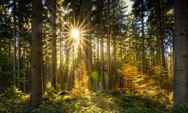 Waldbaden – Schnupperangebot