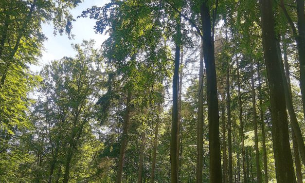 Märchenhafter Spaziergang entlang der kleinen Wisper