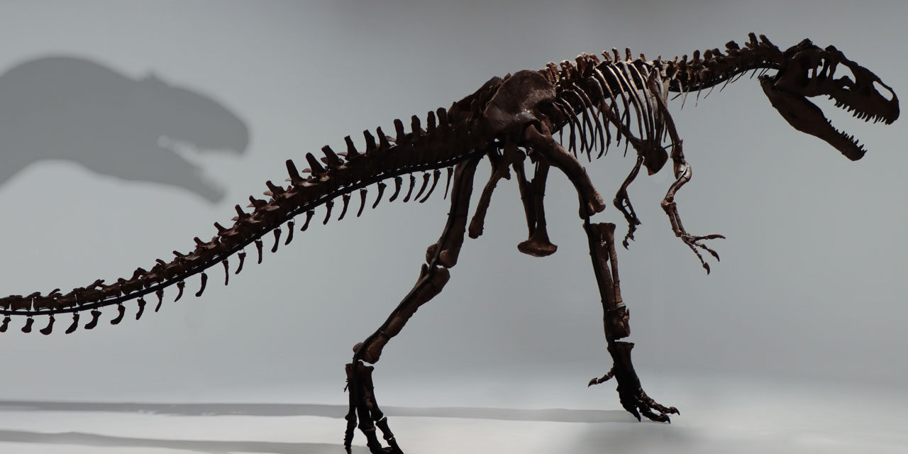 Weltweit besterhaltenes Exemplar: Raubdinosaurier findet neue Heimat in Dänemark