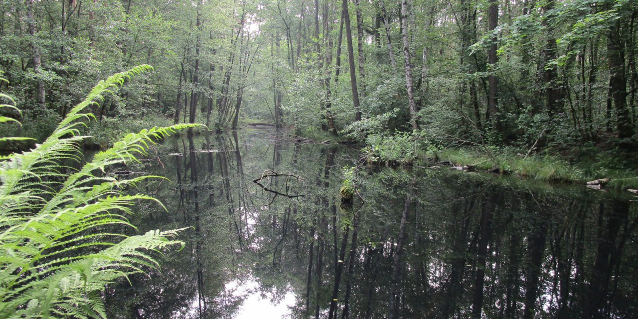 Naturparkwandertag auf dem Rundweg „Zwischen Elbe und Fläming“