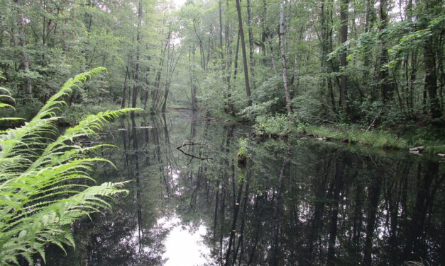 Naturparkwandertag auf dem Rundweg „Zwischen Elbe und Fläming“