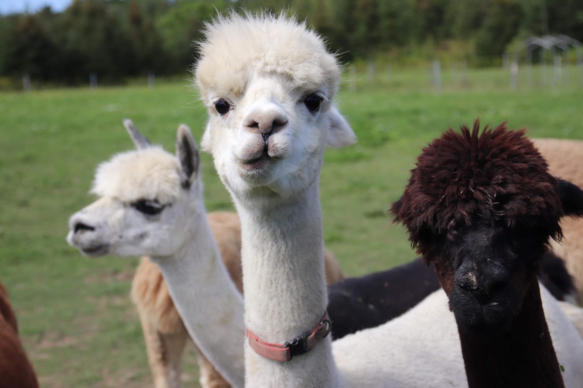 Wandern mit Lamas im Meinweggebiet • Natura Event