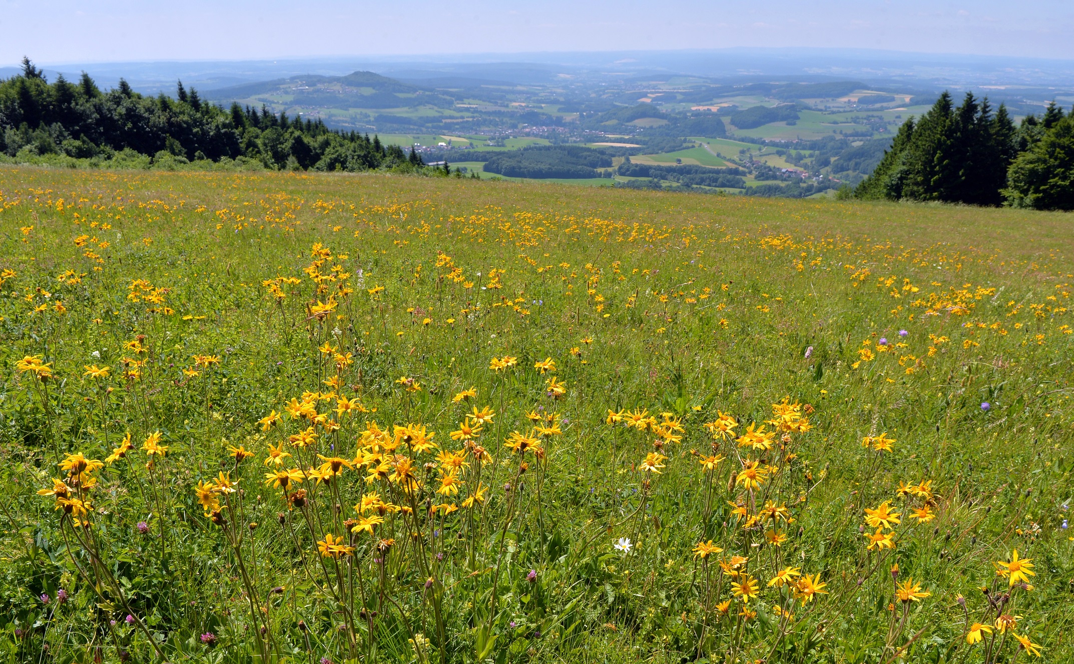 650 ArnikaPflanzen, viele helfende Hände • Natura Event