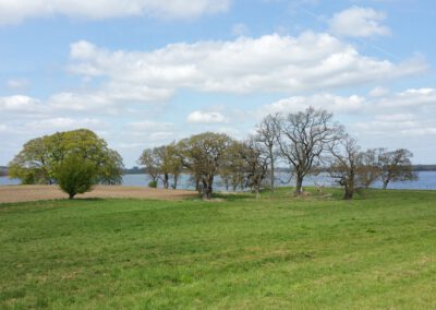 Laubbäume am Schleiufer