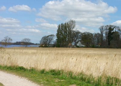 Feuchtwiesen am Schleiufer