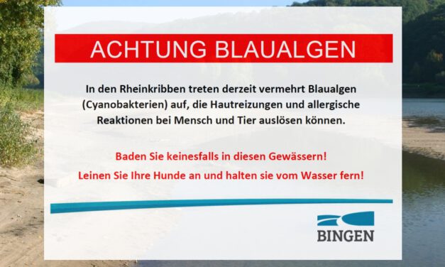 Warnung vor Blaualgen in den Rheinkribben bei Bingen