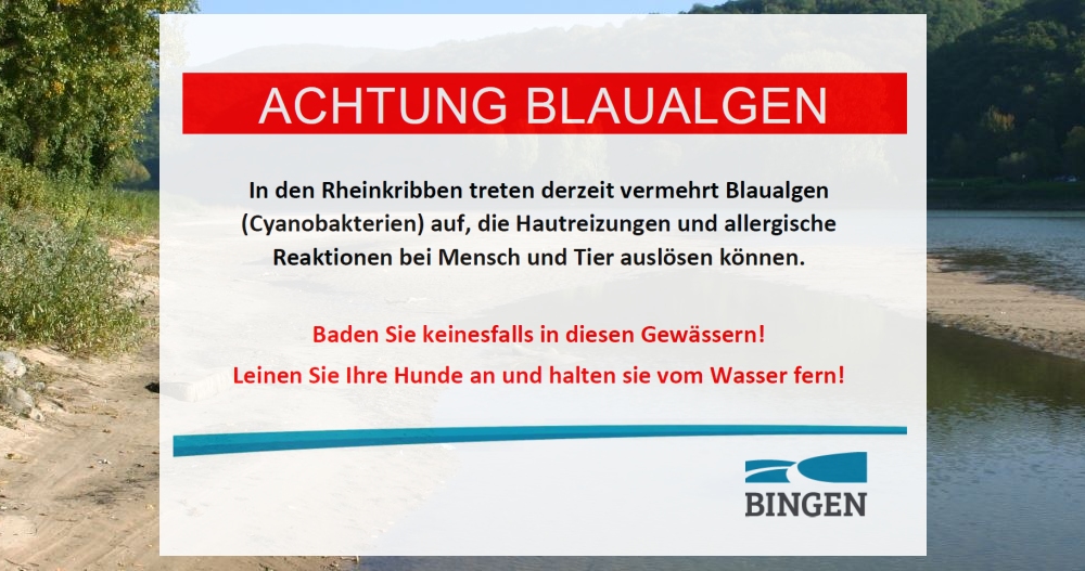 Warnung vor Blaualgen in den Rheinkribben bei Bingen