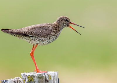 Die Vogelwelt des Wattenmeeres: für Hitze gut gerüstet