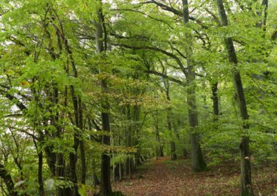 Geführte Wanderung zum Thema Land- und Forstwirtschaft durch das Rieseberger Moor