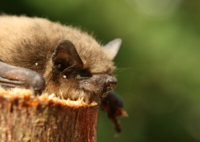 Fledermaus-Safari im Eutiner Seeschaarwald
