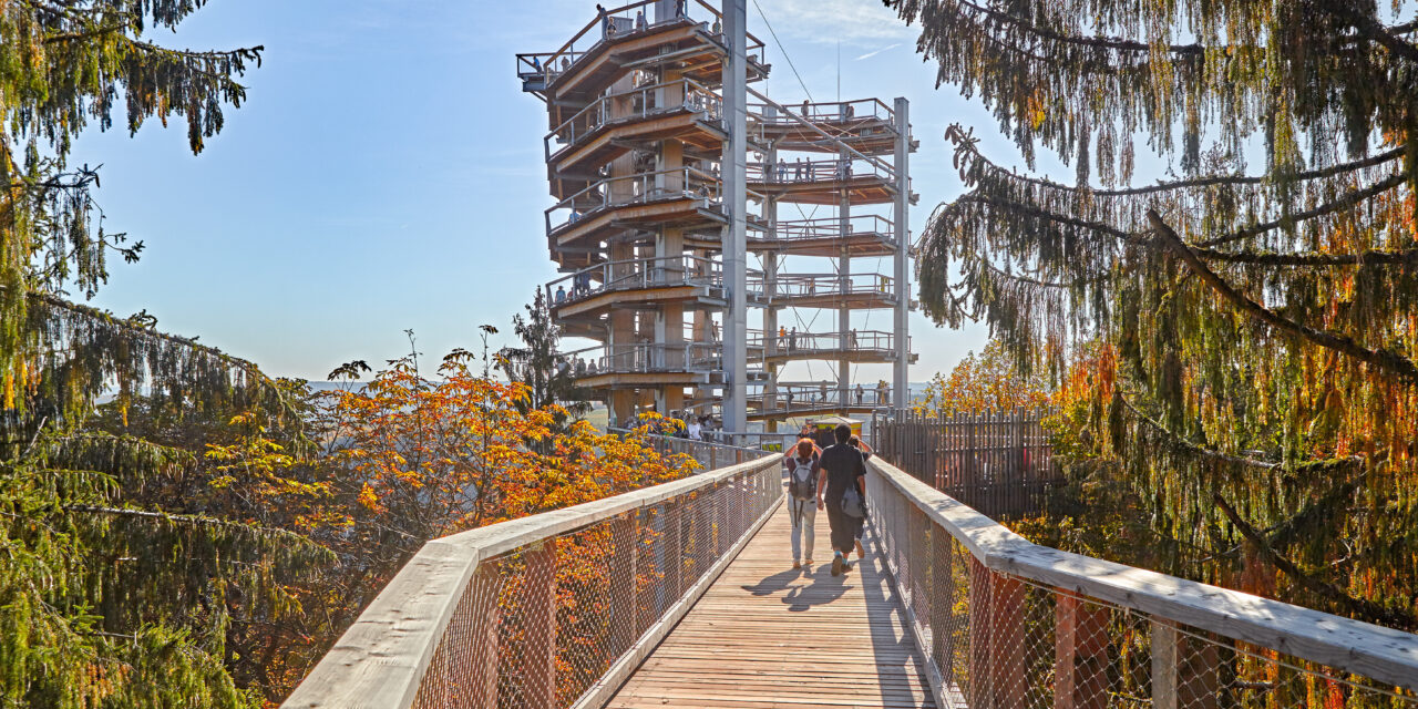 Herbstliche Perspektiven erwarten die Besucher auf dem Baumwipfelpfad Saarschleife