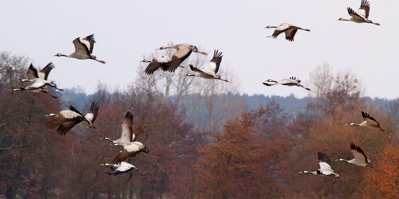 Naturparkkino: Infozentrum Steinhude zeigt „Deutschlands wilde Vögel”