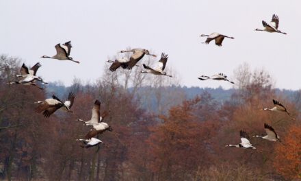 Naturparkkino: Infozentrum Steinhude zeigt „Deutschlands wilde Vögel”