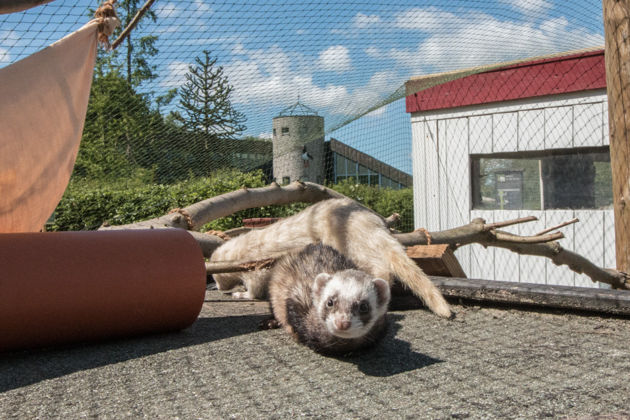 Kleine Raubtiere im Natureum • Natura Event