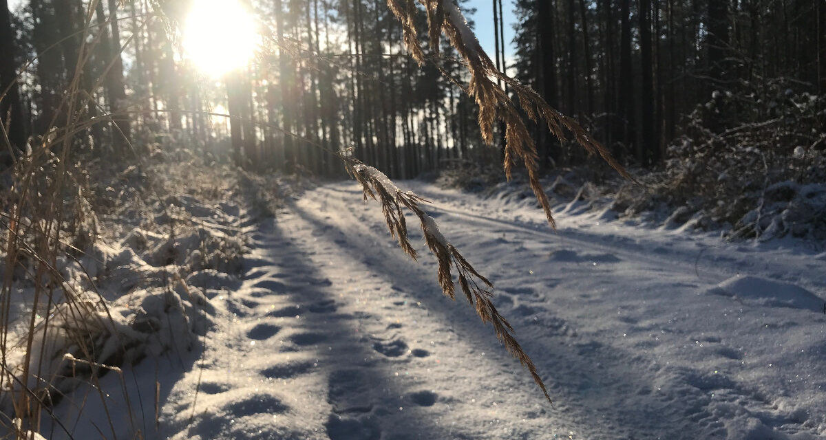 Zum Winter-Waldfühlen in den Naturpark Dübener Heide