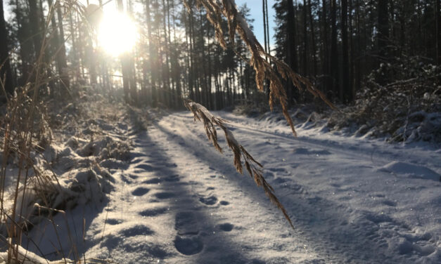 Zum Winter-Waldfühlen in den Naturpark Dübener Heide