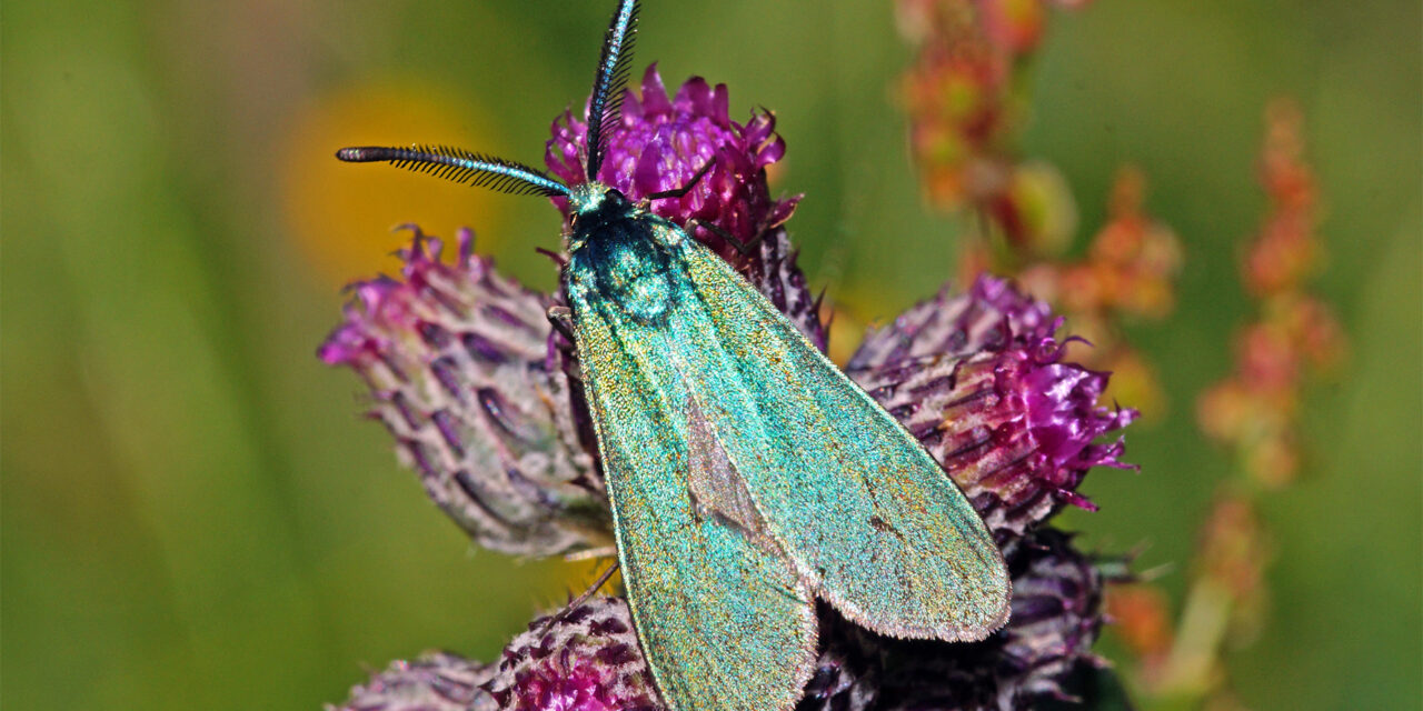 Ampfer-Grünwidderchen ist Schmetterling des Jahres 2023