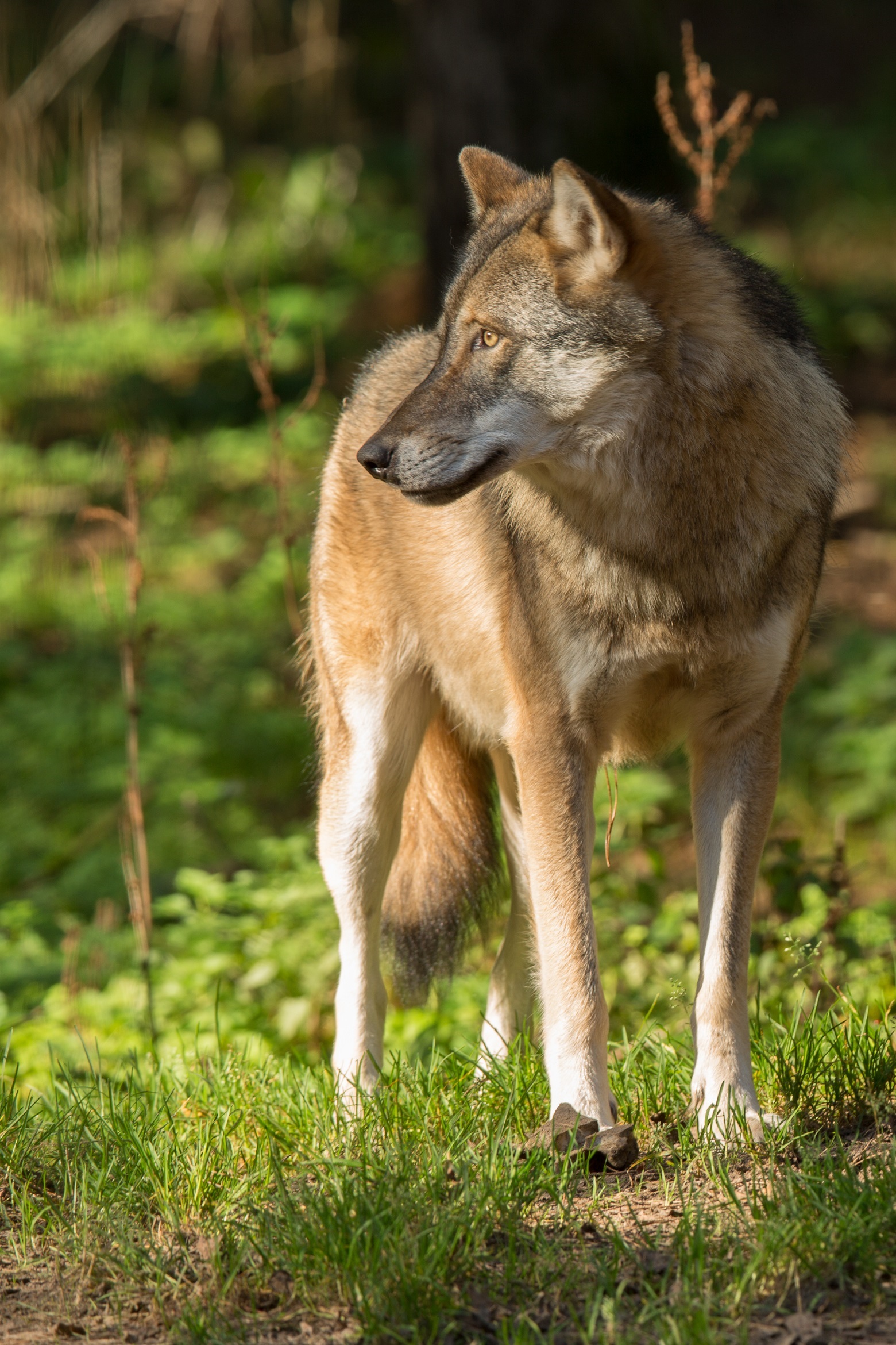 Infoabend Wolf in Potsdam Mittelmark • Natura Event