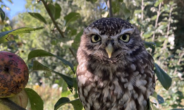 Greifvögel erleben im Natureum Niederelbe